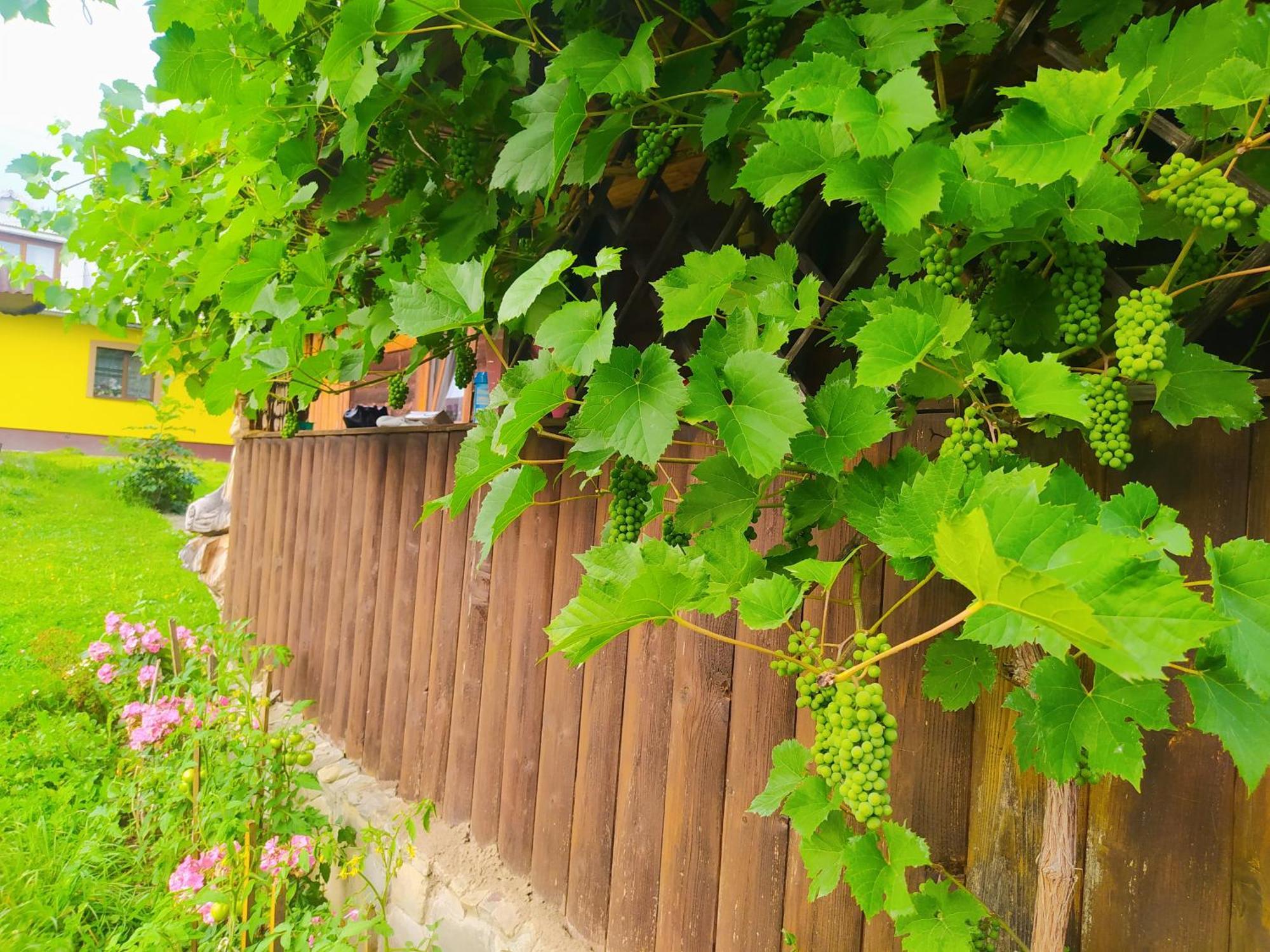 Starovitska Hata - Ethno-Cottage Verkhovyna Dış mekan fotoğraf
