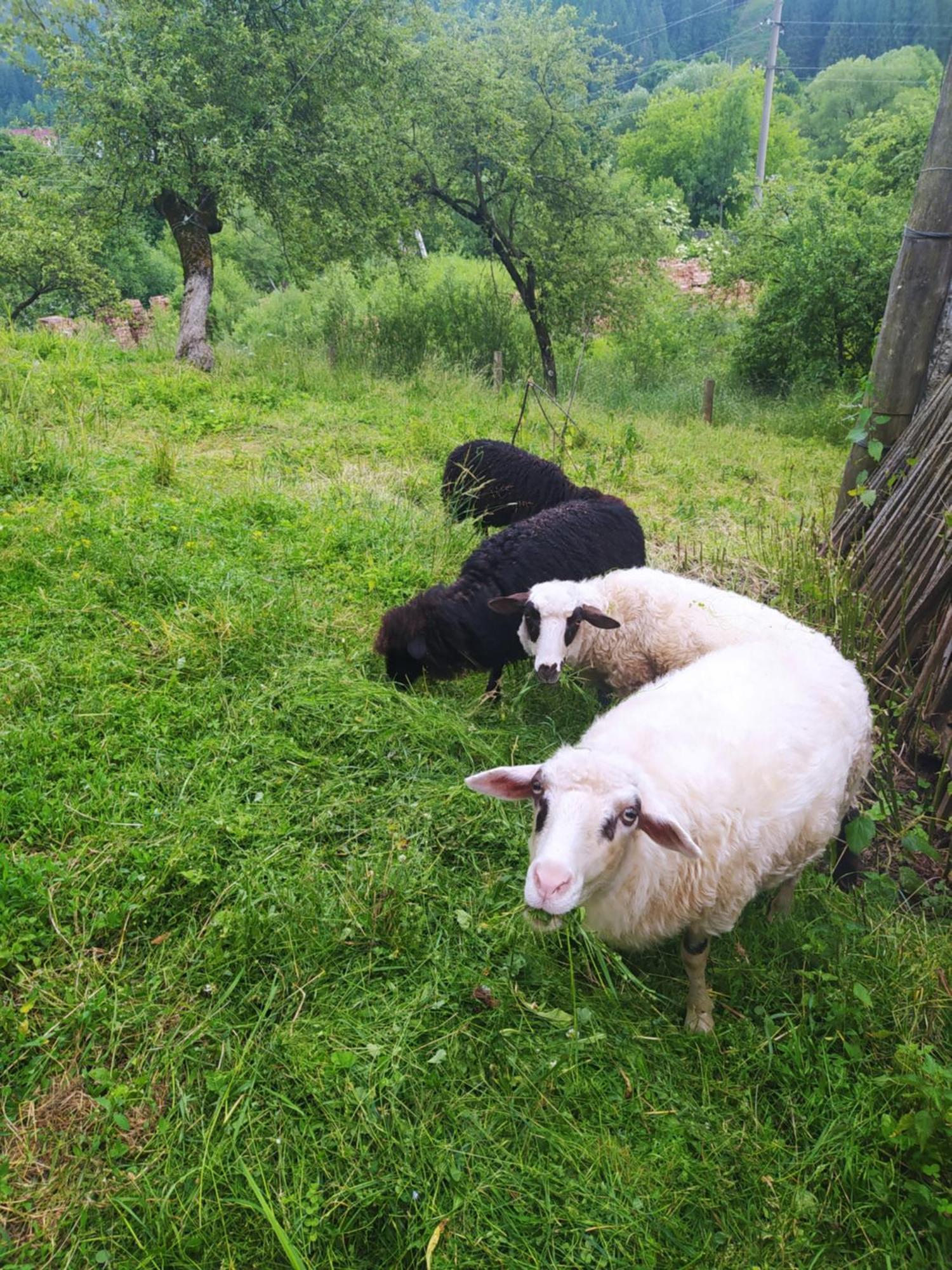 Starovitska Hata - Ethno-Cottage Verkhovyna Dış mekan fotoğraf